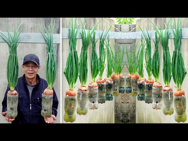 Great ideas and solutions for growing onions at home, easily and with continuous harvest