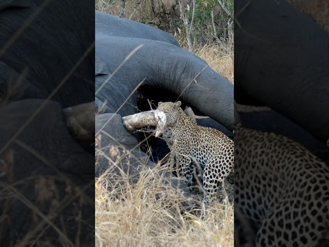 Leopard Finds Giant Elephant Carcass!