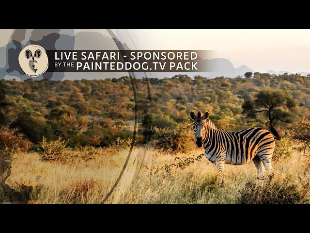 LIVE Safari Sponsored by the Painteddog.tv Pack | 21 November 2024