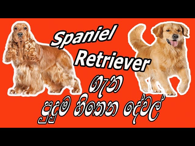 Retriver and Spaniel dog | Pet talk,