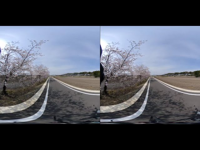 2021年】3月その6　つくばりんりんロード　満開の桜を自転車で走ります。3D映像　4K