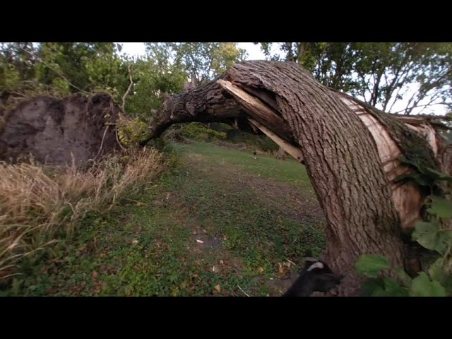 VR of Buck the Goat, all the goats and Lilly the dog inspecting the fallen trees from the storm