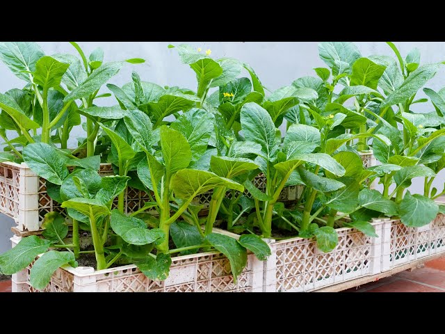 Growing vegetables to provide for the family is easy, no need for a garden