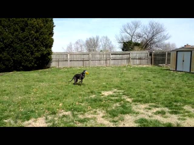 Shadow the Greyhound playing fetch.