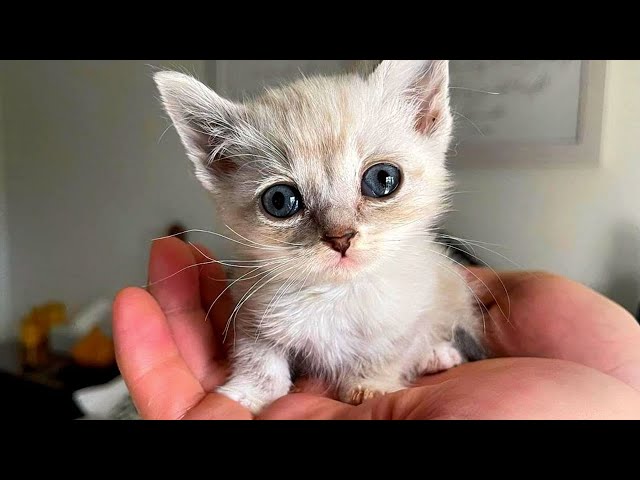 Three Kittens Saved from Danger