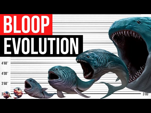 Evolution Of BLOOP | Life Cycle