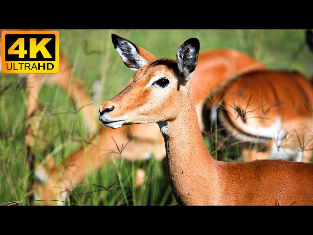 4K African Animal - Tsavo West National Park - Relaxing Music With Video About African Wildlife