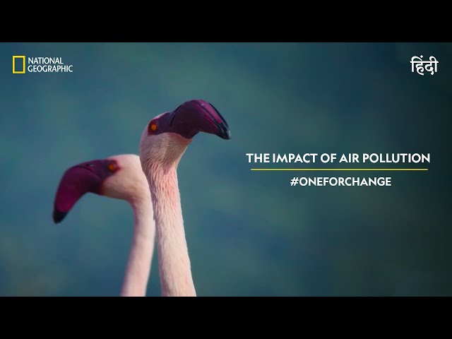 The Impact of Air Pollution | #OneForChange | हिन्दी | National Geographic