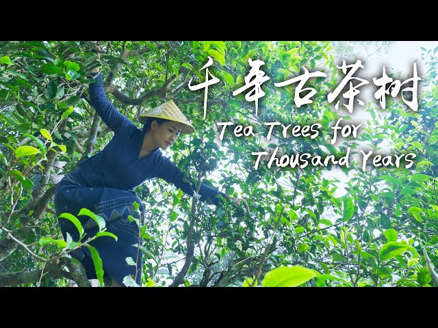 Ancient Tea Trees Passed on by the Bulang People on Jingmai Mountain