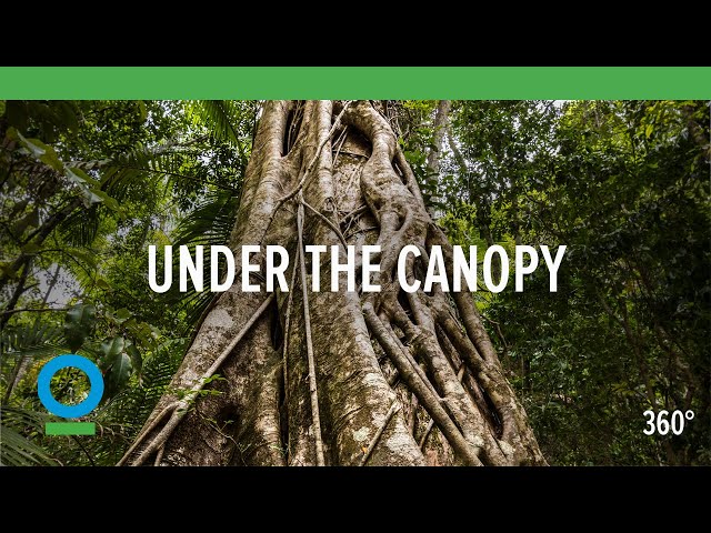 Under The Canopy (360 video) | Conservation International (CI)