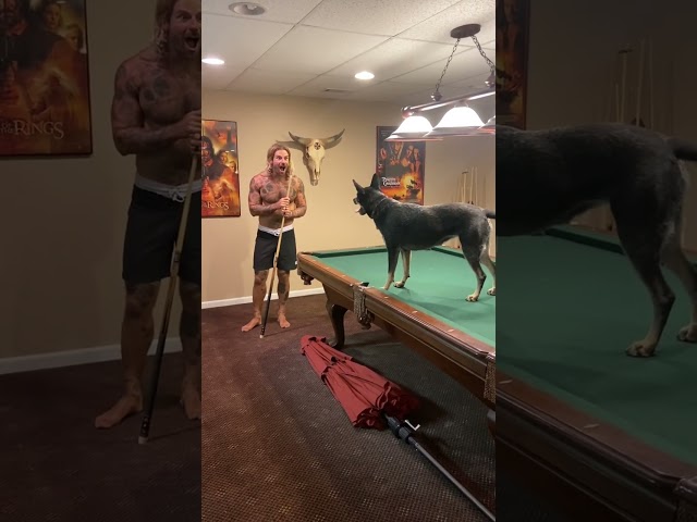 Blue Heeler learns to play pool by watching owner play!