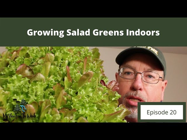 Growing Salad Greens Indoors