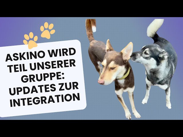 Askino wird Teil unserer Gruppe: Updates zur Integration! #mehrhundehaltung