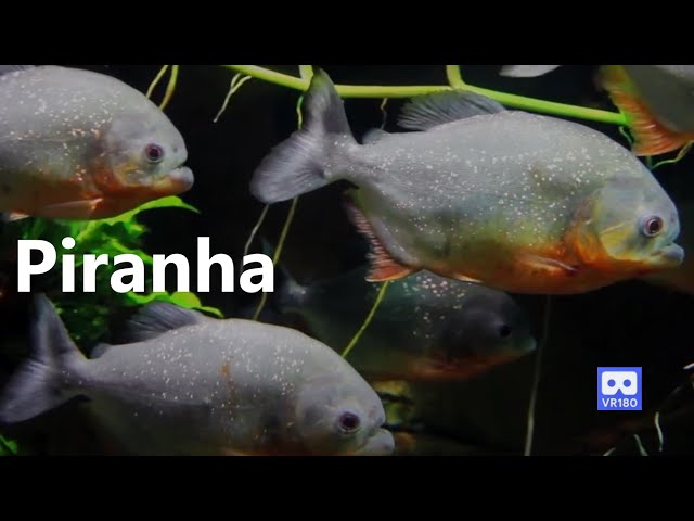 3D 180VR 4K Piranha Amazon River Monster Red Bellied Piranha and Giant Fishes