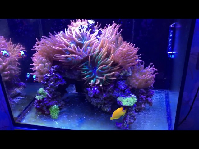 Red Sea reefer 170 anemone tank bare bottom