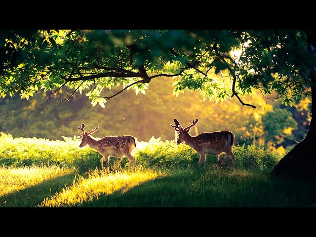 The best relaxing music🌿 will help you relieve stress fatigue🌿 calms the nervous system