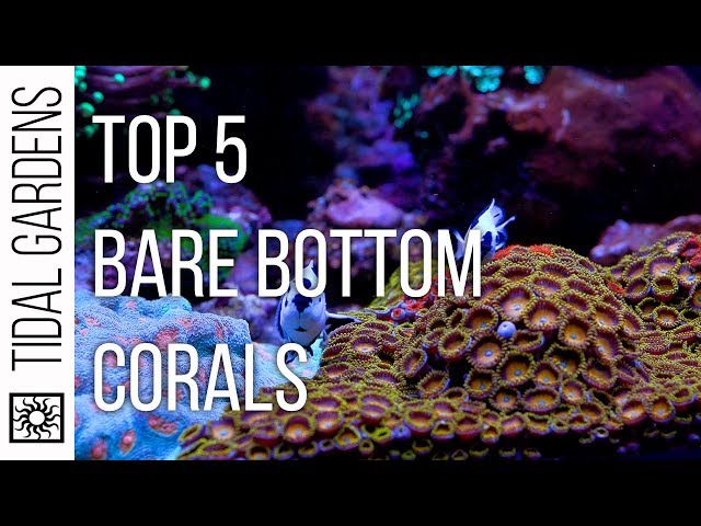 Top 5 Bare Bottom Tank Corals