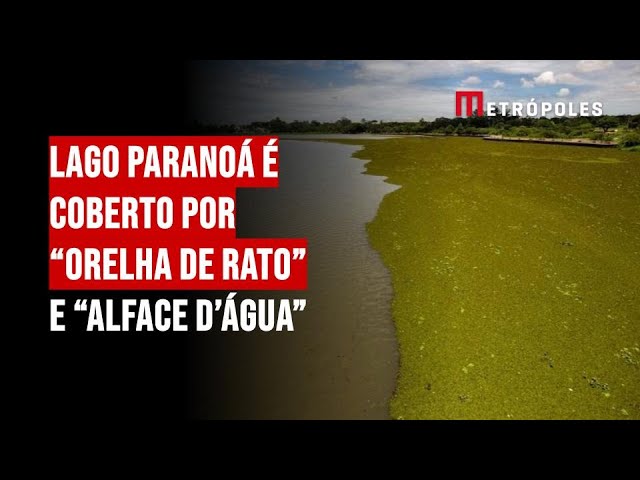 Lago Paranoá é coberto por “orelha de rato” e “alface d’água”