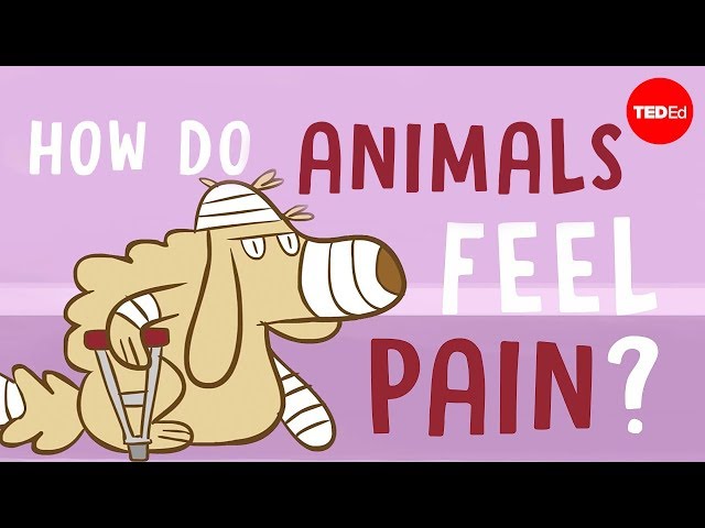 How do animals experience pain? - Robyn J. Crook