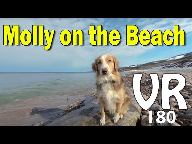 Molly the Dog on the beach VR 180 video Nova Scotia