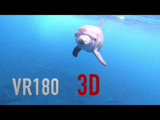 【VR180】御蔵島ドルフィンスイム 2021年8月28日