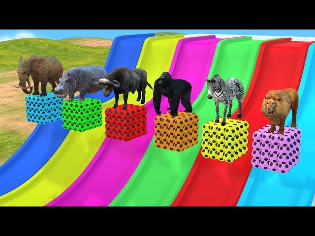 Long Slide Game With Elephant Gorilla Buffalo Hippopotamus Tiger - 3d Animal Game - Funny 3d Animals