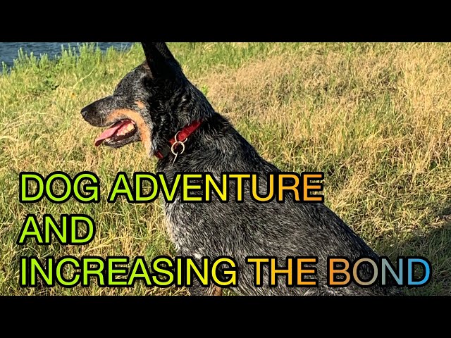 Sarge the Blue Heeler: Dog Adventure and Building a stronger bond.