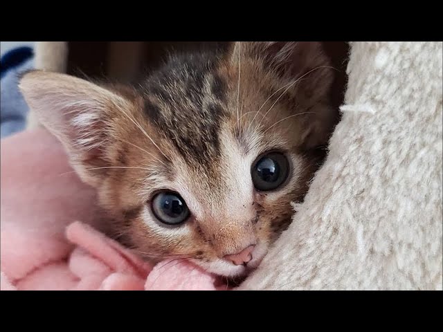 Family Takes in Tiny Kitten Found Alone on the Street