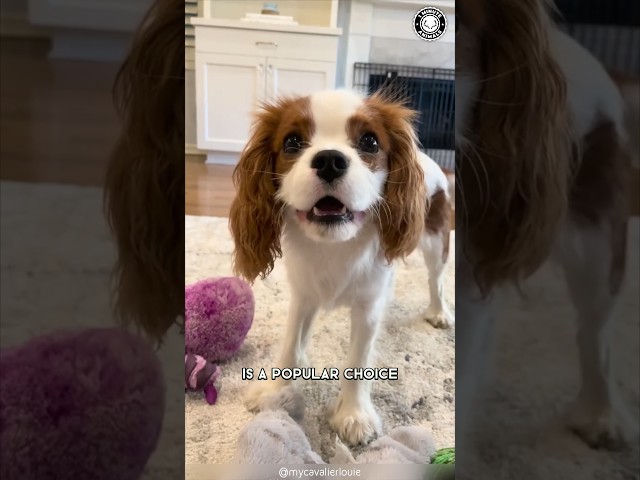 Cavalier King Charles Spaniel 🐶 The Best Family Pet?