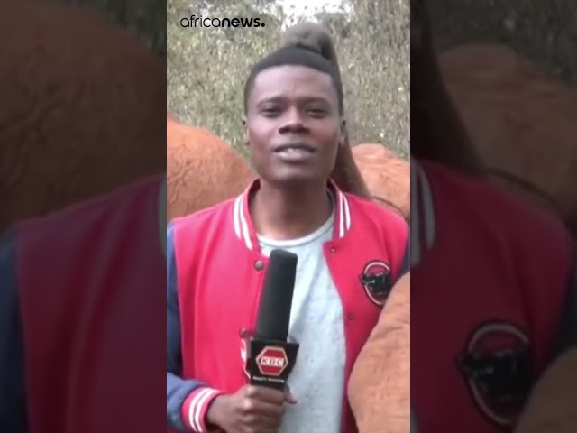 Baby elephant interrupts Kenyan journalist during a piece to camera