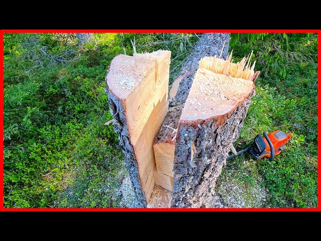 Mastering the Key Notch Technique: Advanced Tree Felling Tutorial