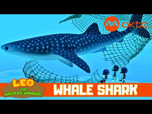 Wait... so is that a WHALE or a SHARK? | Leo the Wildlife Ranger Spinoff S5E03 | @mediacorpokto