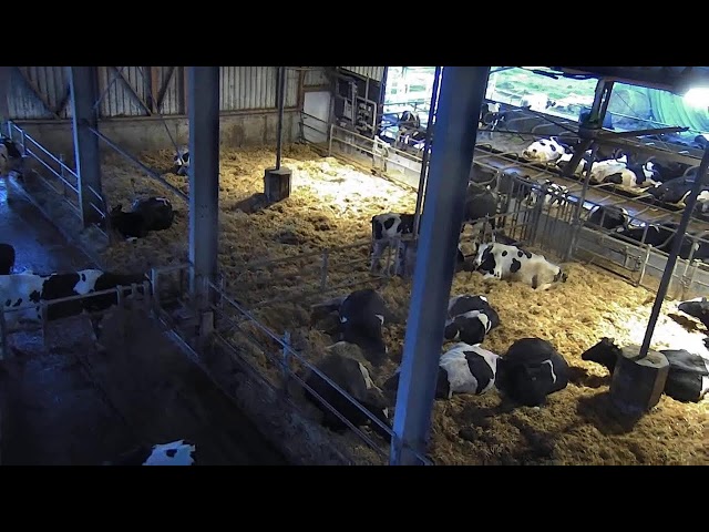 Livestream von Hemme Milch Uckermark