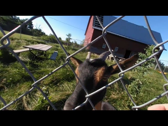 VR of Goats up close with kisses