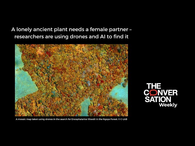 A lonely and ancient plant needs a female partner and researchers are using drones and AI to find it