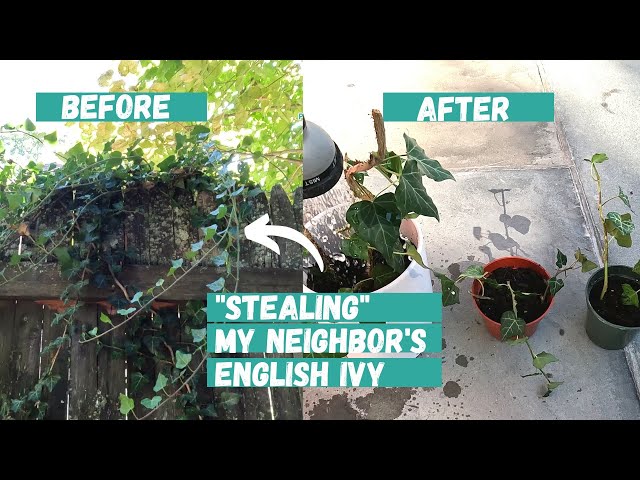 How to Propagate English Ivy | English Ivy