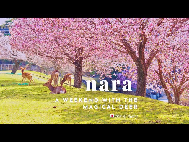 Spend a weekend in enchanting Nara with me 🦌 Japan #SlowTravelDiaries 🇯🇵 pt. 9 | Travel vlog