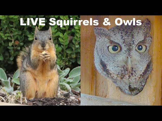 LIVE: Squirrels And Owls Looking For Homes. 2 Vacant Nest Box Dallas