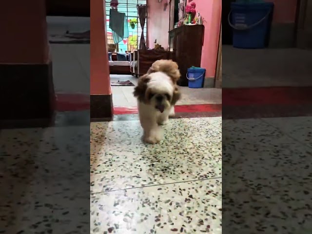 Ore naaaaaa #doglover #shihtzu #pets #shorts #shortvideo #short