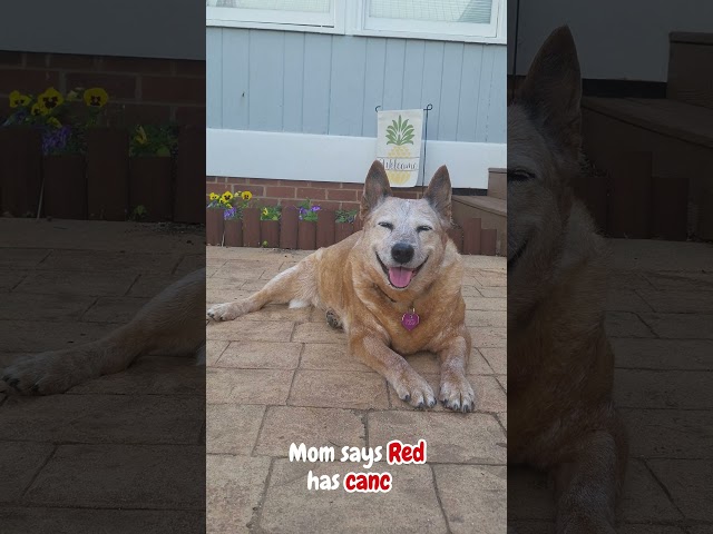 Cute Alert: Senior Dog Meets New Puppy #shorts #australiancattledog #heeler #puppy #dog