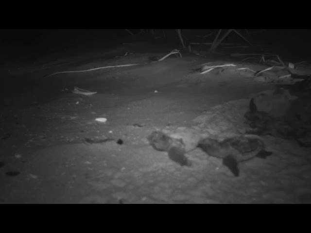 Loggerhead Turtle Hatchlings