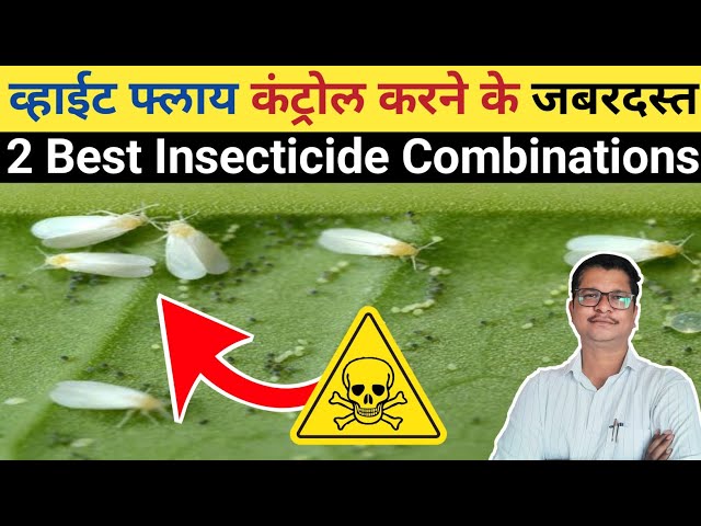 व्हाईट फ्लाय के लिए जबरदस्त 2 बेस्ट insecticide कॅाम्बिनेशन । insecticide combination