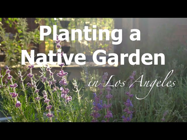 Planting a Native Garden in Los Angeles