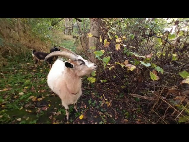 VR of Buck the goat stopping to enjoy some plants