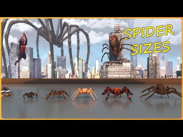 How BIG are SPIDERS | Real vs Movie Spiders - EPIC Size Comparison 3D 🕷️