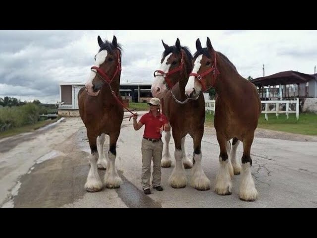 Need something fun? Watch these funny and cute Horse Videos - Funniest Horses #2