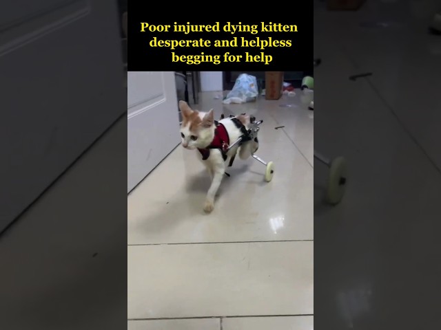 Rescue poor stray kitten with paralyzed lower limbs