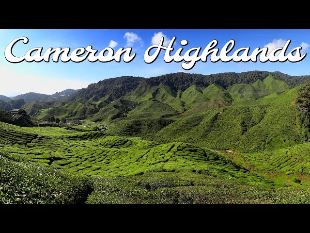 This is Malaysia? Cameron Highlands | Full time travel family