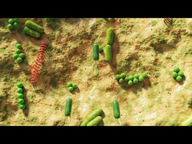 Surrounded by Bacteria - The Microbiome Experience