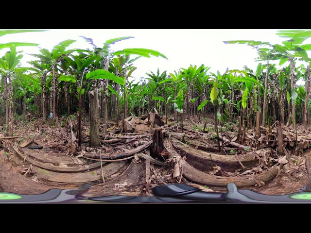 Banana Plantation Next To Primary Forest